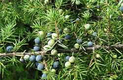 Можжевельник (Juniperuc sabina, Juniperus communis L.) (арча)
