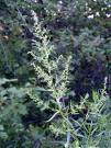 Полынь (Artemisia)