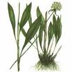 Черемша (Allium ursinum)